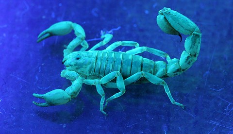 scorpion fluorescent